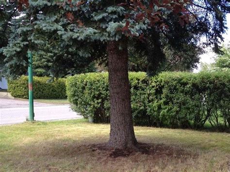 Trimming Pine Trees Lower Branches Merry Mcnamara