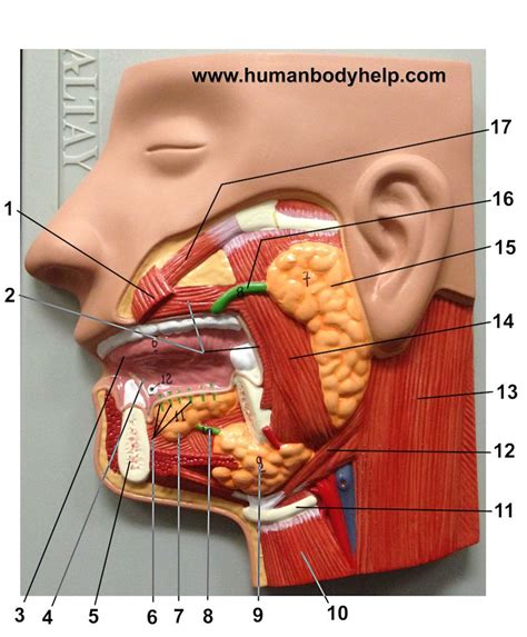 Learn everything about the neck anatomy with this topic page. Salivary Glands - Human Body Help