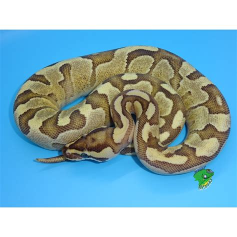 Enchi Fire Belly Ball Python Hatchling Strictly Reptiles Inc