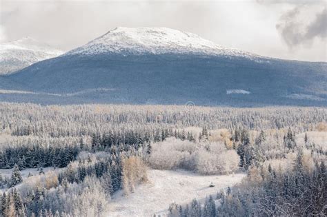 Snowy Boreal Forest Northern Canada Stock Image Image Of Habitat