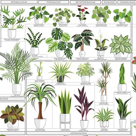 The Horticultural Chart Of Houseplants Tropical House Plants Common