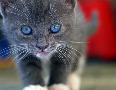 Blue Eyes Kitten What You Need To Know Petsoid