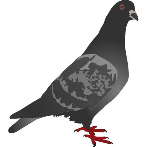 Pigeon Black And White Clipart