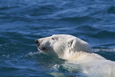 Polar Bears Are Swimming More As Sea Ice Retreats The Archaeology