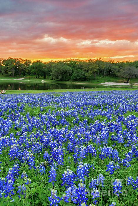 Texas Fiery Sunset Over Bluebonnets Vertical Bluebonnet Pictures