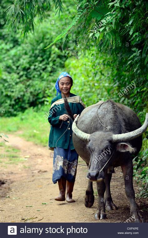Everyday Scene In Rural Eastern Myanmar Stock Photo Royalty Free Image