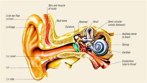 The cochlea, dedicated to hearing. Discovering Something New -- ongoing learning: How the ear ...