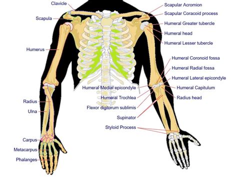 Human Arm Bone Anatomy Human Arm Skeletal Anatomy Pack Vector 640027