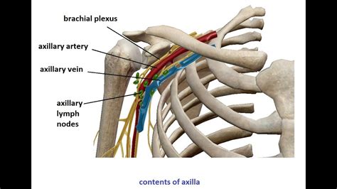 Axillary Lymph Nodes Anatomy Anatomical Charts Posters