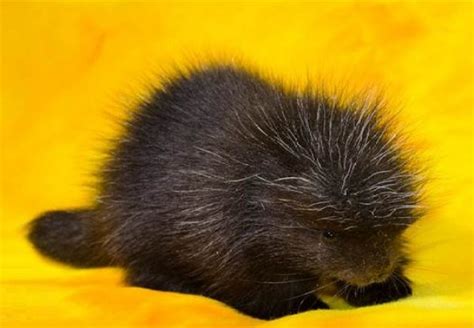 Ten Super Cute Newborn Animals Who Are Too Adorable For Words