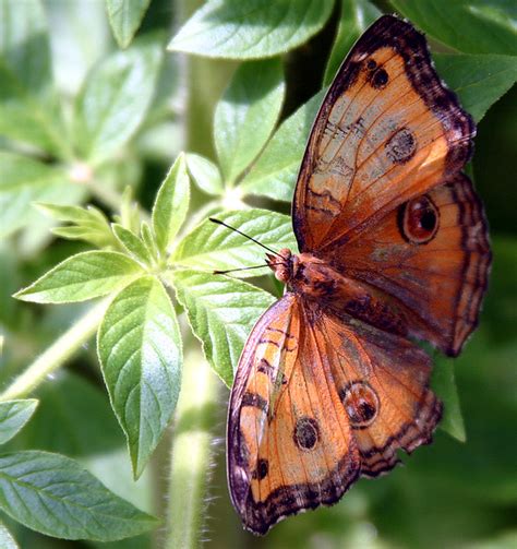 Cameron highlands butterfly farm, cameron highlands overview. Brown Butterfly, Cameron Highlands Butterfly Farm & Genera ...