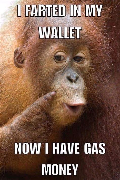 Funny Monkey Sayings Humor 55 Trendy Ideas For Funny Animals Humor