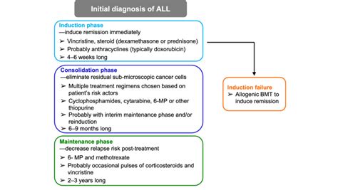 Diagram Of The Treatment Phases Of Pediatric Acute Lymphocytic Leukemia