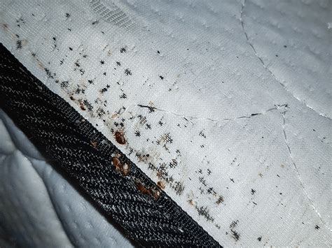 How Do You Know If You Have Bed Bug Infestation Bed Western