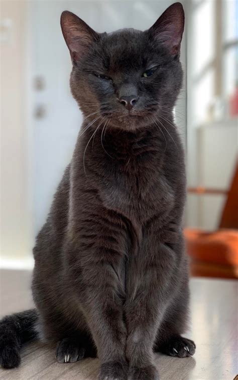 It's a platform to ask questions and connect with people who contribute unique insights and quality answers. 16 Photos Proving That Cats Are Judgmental Creatures Who ...