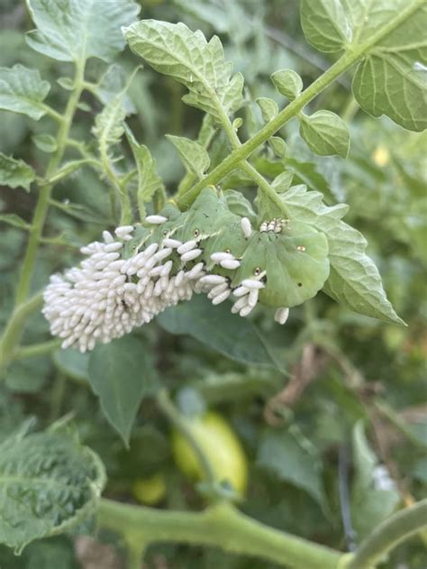 This Tomato Hornworm In My Garden Is Being Parasitized By Braconid Wasp