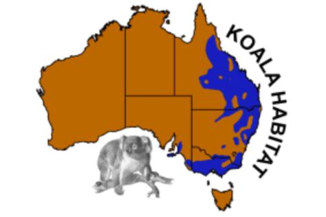 Cómo Es El Koala Características Del Koala