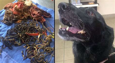 The first port of call, as if often the case whenever a sudden change happens with your dog, is your vet. 9 Things You Won't Believe Dogs Ate | Healthy Paws Pet ...