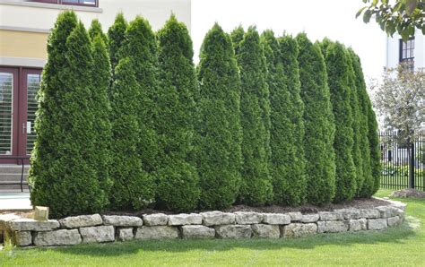 Everything You Need To Know About Emerald Green Arborvitae Trees Artofit