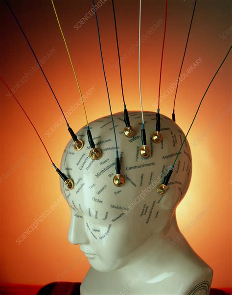 Eeg Electrodes On A Model Phrenology Head Stock Image M4000121