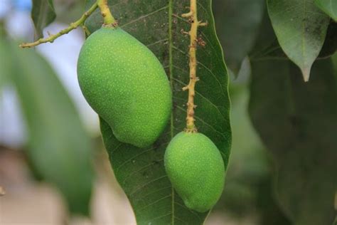 Buah Jatuh Tak Jauh Dari Pohonnya