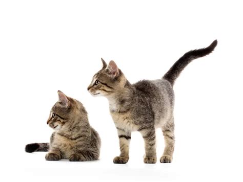 Two Tabby Kittens ⬇ Stock Photo Image By © Eeitony 39442375