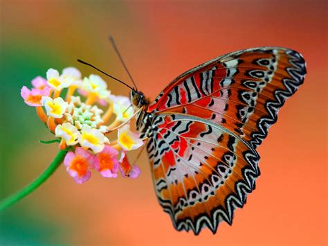 49 Butterfly Desktop Backgrounds Wallpapers