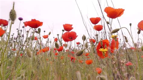 Steppe Flower Stock Video Footage 4k And Hd Video Clips Shutterstock