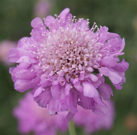 Pincushion Flower Scabiosa Is Available In Both Pink And Blue Flowers