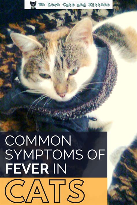How To Tell If A Cat Has A Fever Cat Health Problems Cat Health Cats