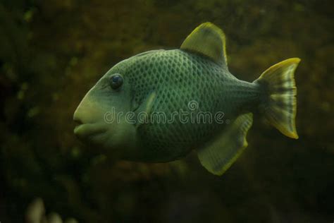 The Yellowmargin Triggerfish Pseudobalistes Flavimarginatus Stock