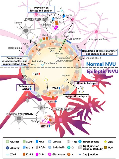 Frontiers | Vascular Abnormalities and the Role of Vascular Endothelial Growth Factor in the 