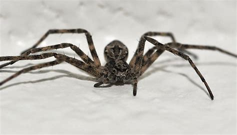 Alaskan Bathroom Spider Bugguidenet