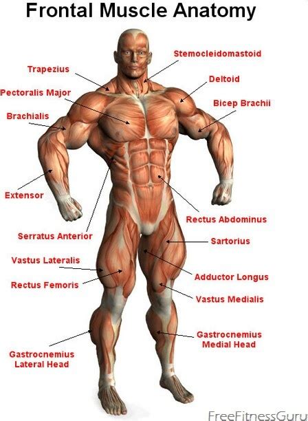 Anatomy of muscles origin most stationary end of a muscle insertion end of the muscle undergoing the greatest movement. Frontal Muscle Anatomy* | Anatomy* | Pinterest | Muscle