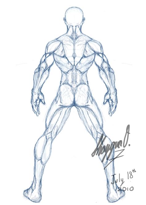 Intermediate back muscles and c. Male Anatomy Template: Back by Shintenzu on DeviantArt