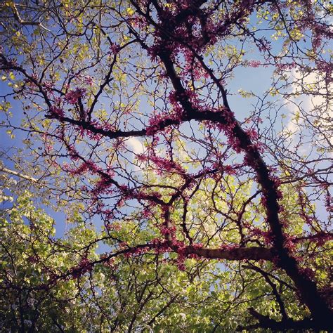 Le Printemps Sur Instagram Fleurs De Cerisier Et Feuilles