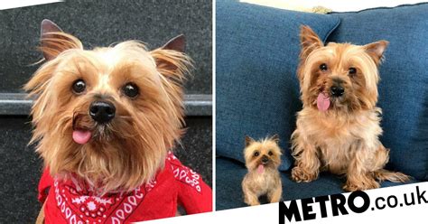 Meet Cocoa The Yorkshire Terrier Whose Tongue Constantly Hangs Out Of Her Mouth Metro News