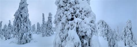 Panorama Of Frozen Snow Covered Fir Trees At Winter Tundra Forest At