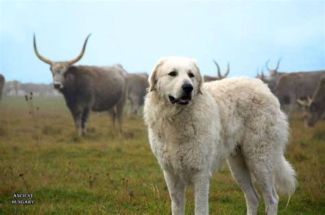 Kuvasz This Breed Is Very Territorial And Has A Strong Instinct To
