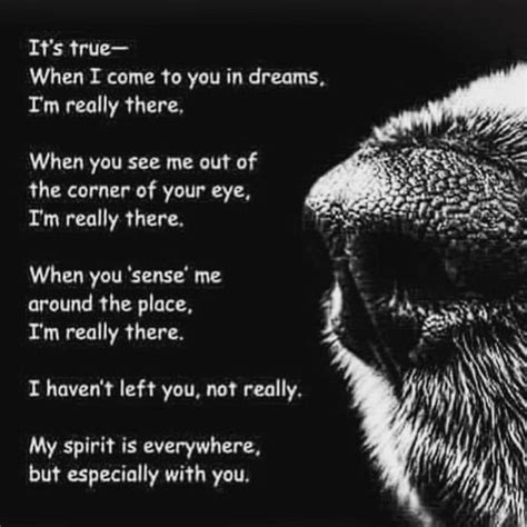 Pet Loss Poems The Last Battle Pet Loss Poems And Quotes Quotesgram