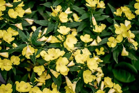 Image For Background With Green Plants And Yellow Flowers Stock Photo