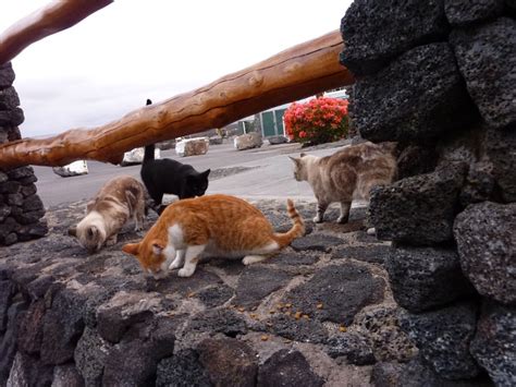 They Are Going To Stop Feeding The Harbor Feral Cats In Hawaii