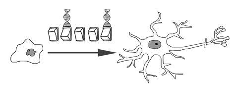 Neuronal Differentiation Png Picpng