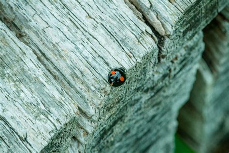 how to keep ladybirds out of your home as insect invasion sweeps the uk