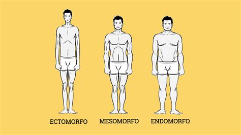 Tipos De Cuerpo Ectomorfo Mesomorfo O Endomorfo