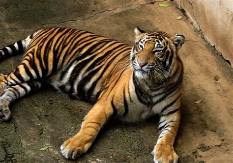 File Bengal Tiger  Wikipedia The Free Encyclopedia