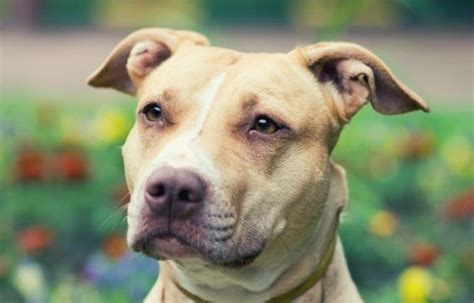 American Pit Bull Terrier Dog Breed Information Personality Health