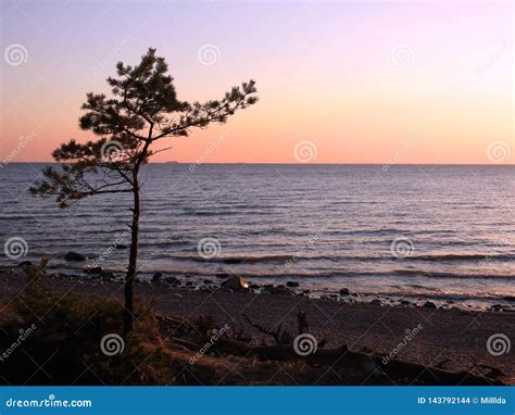 Small Pine Tree On Baltic Sea Coast Lithuania Stock Photo Image Of