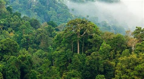 Contoh Gambar Ekosistem Hutan Hujan Tropis