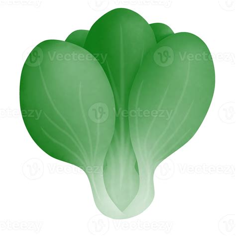 Cartoon Drawing Of Green Bok Choy Cabbage 28211130 Png